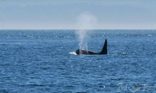 Vancouver Island Whale Watching - Whale And Orca Season Guide | Best ...